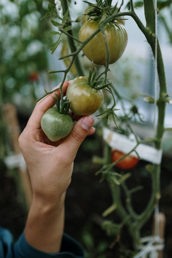 Les meilleures astuces pour réussir la culture de tomates au jardin